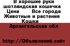 В хорошие руки шотландская кошечка › Цена ­ 7 - Все города Животные и растения » Кошки   . Архангельская обл.